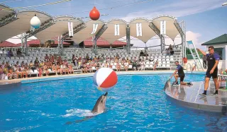 Antalya Sea Lions and Dolphin Show - 3
